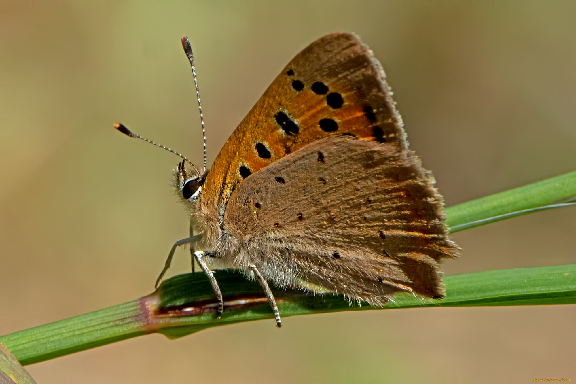 lycaena phlaeas - small copper, , ,  ,  , 